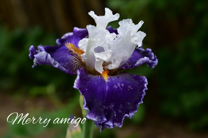 AddText_05-18-08.39.44 - Iriși 2