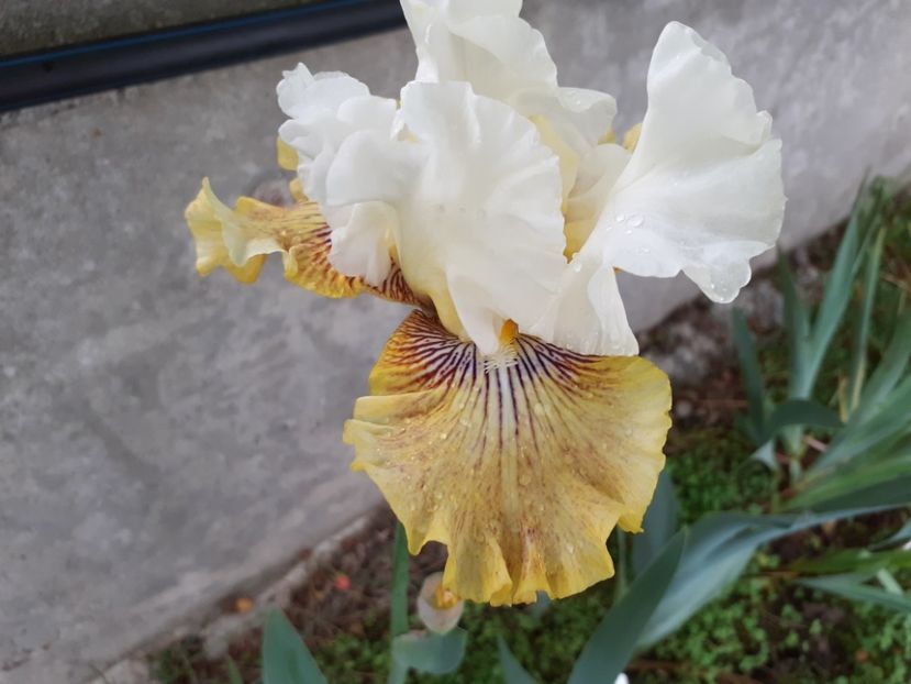 Fancy a flutter - Iris 2022