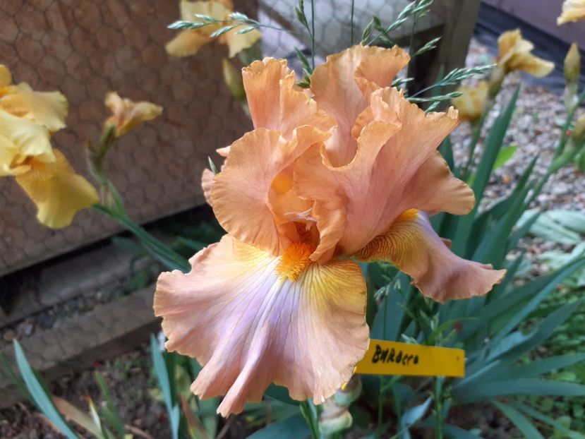 Sheer poetry - Iris 2022