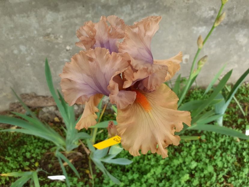 Tempesto - Iris 2022