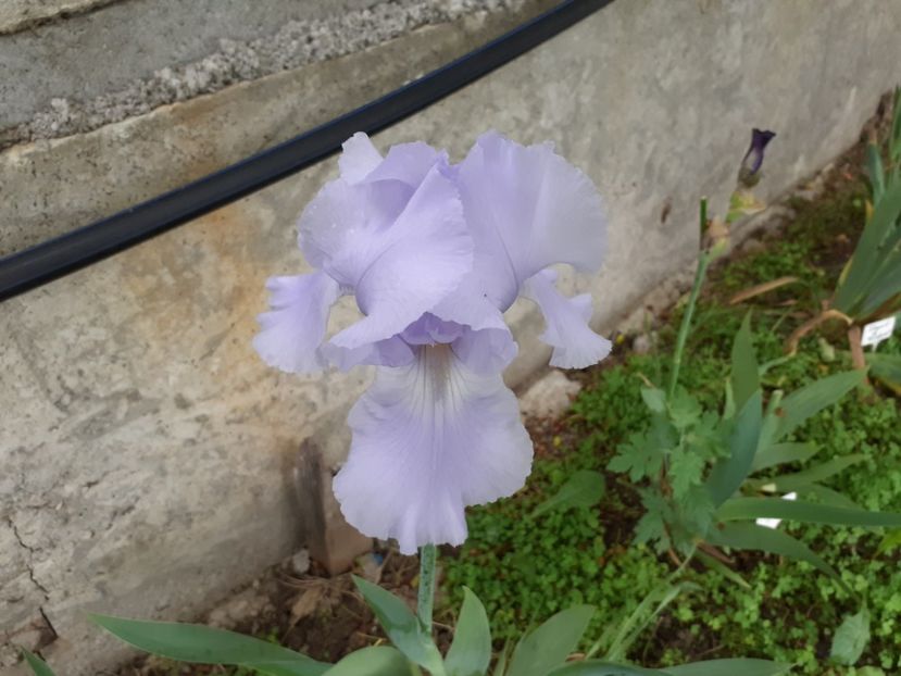Blue saphire - Iris 2022