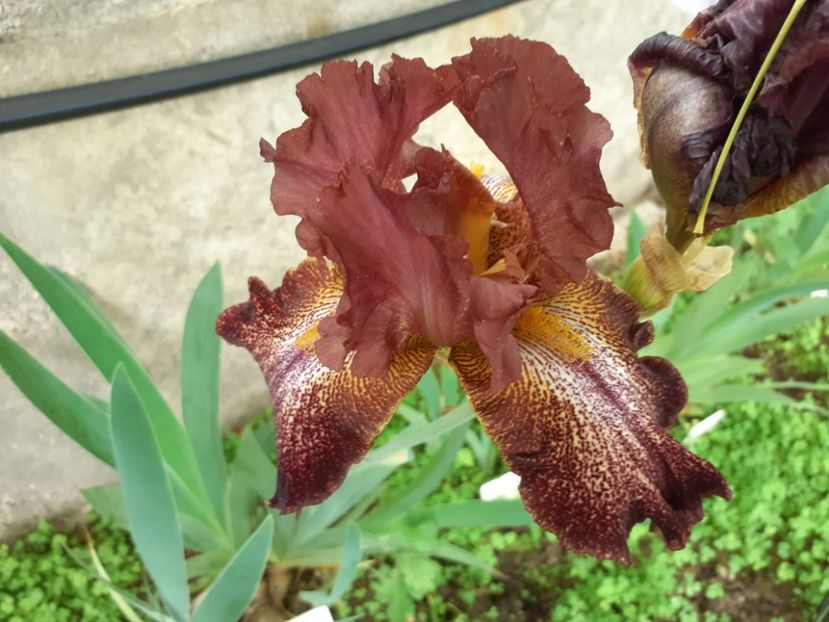 Bronco brown - Iris 2022