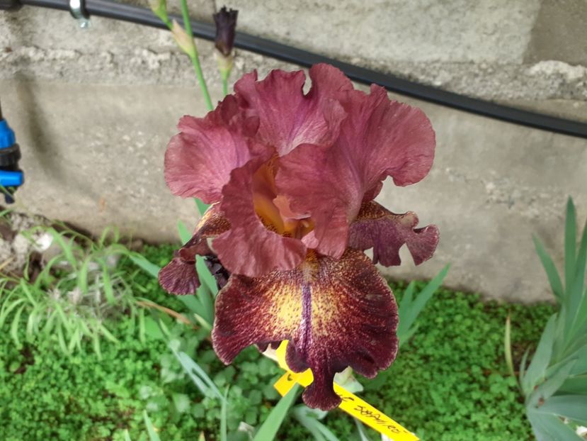 Columbia the gem - Iris 2022