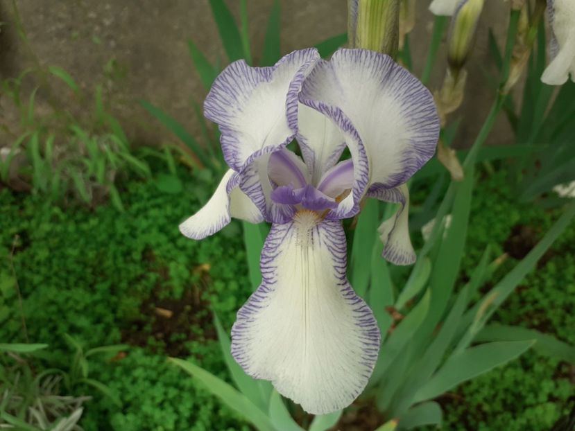 Ma mie - Iris 2022