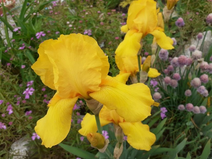 Solid gold - Iris 2022