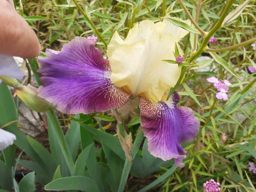 Ballyho - Iris 2022