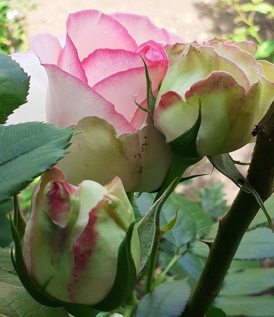 20220529_133711(0) - Eden Rose 2022