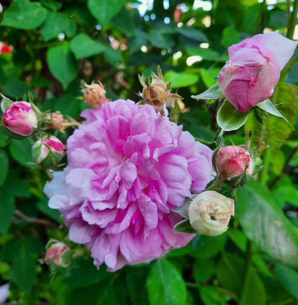  - 2022 culori si parfum