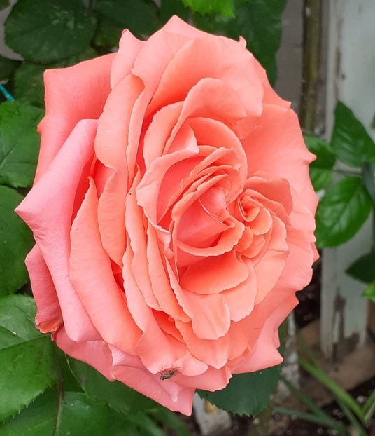  - Dee Dee Bridgewater 2021 - 2022 -2023