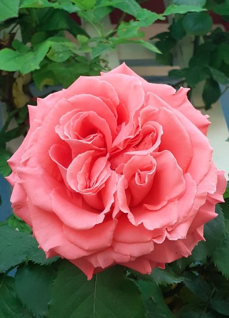  - Dee Dee Bridgewater 2021 - 2022 -2023