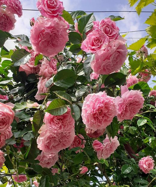  - 00 TRANDAFIRI 2022