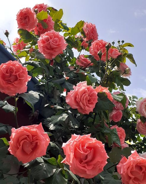  - 00 TRANDAFIRI 2022