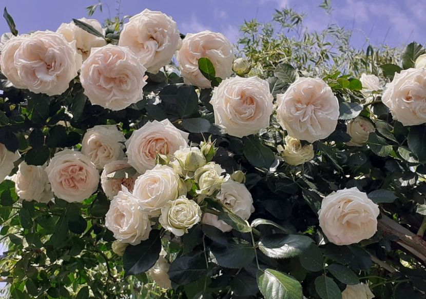  - 00 TRANDAFIRI 2022