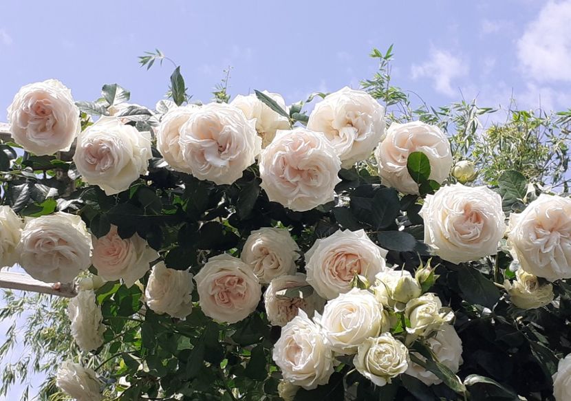  - 00 TRANDAFIRI 2022