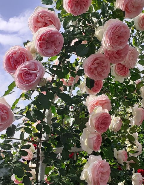  - 00 TRANDAFIRI 2022