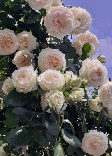  - 00 TRANDAFIRI 2022