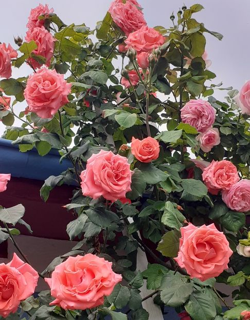  - 00 TRANDAFIRI 2022