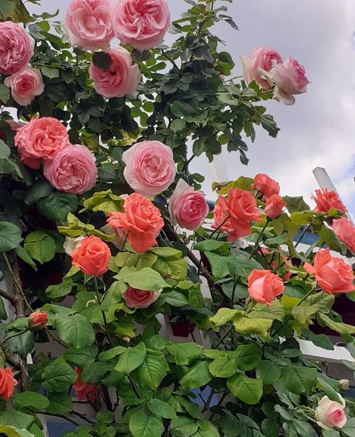  - 00 TRANDAFIRI 2022