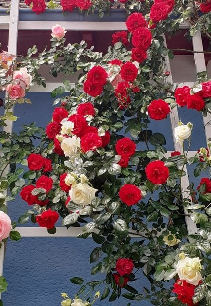  - 00 TRANDAFIRI 2022