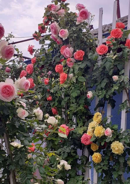  - 00 TRANDAFIRI 2022