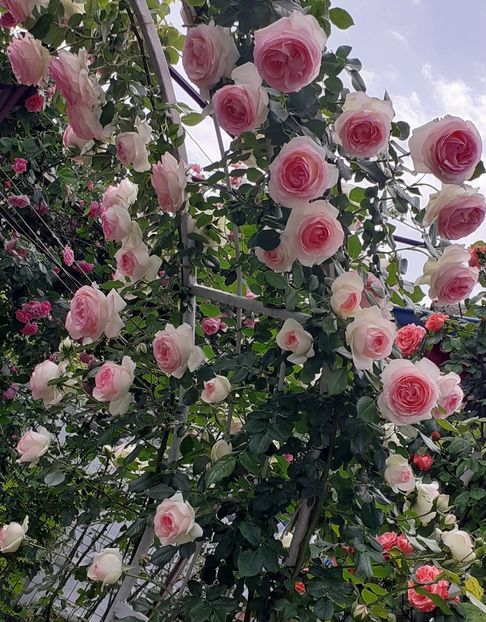  - 00 TRANDAFIRI 2022