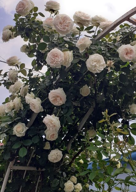  - 00 TRANDAFIRI 2022