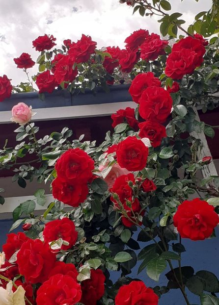  - 00 TRANDAFIRI 2022