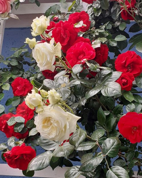  - 00 TRANDAFIRI 2022