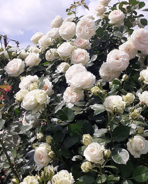  - 00 TRANDAFIRI 2022