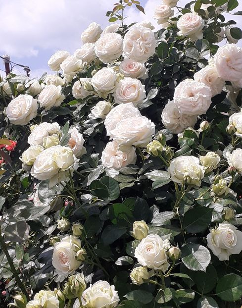  - 00 TRANDAFIRI 2022