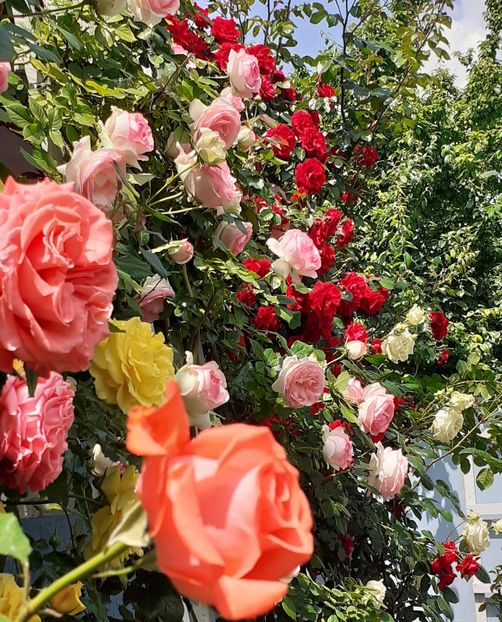  - 00 TRANDAFIRI 2022