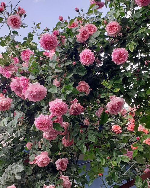  - 00 TRANDAFIRI 2022