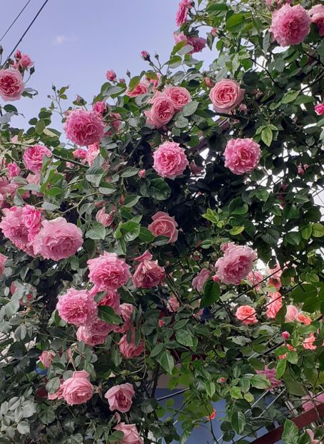  - 00 TRANDAFIRI 2022