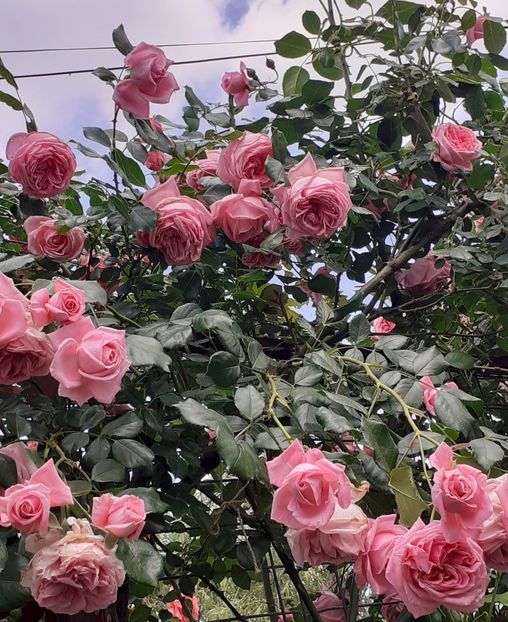  - 00 TRANDAFIRI 2022