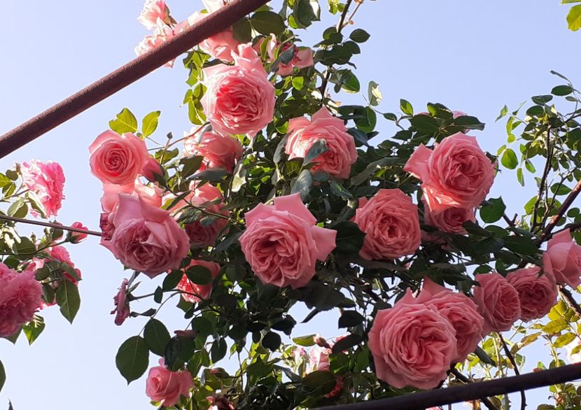  - 00 TRANDAFIRI 2022