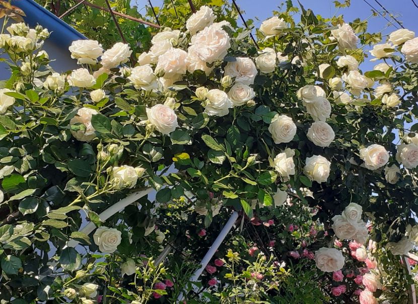  - 00 TRANDAFIRI 2022