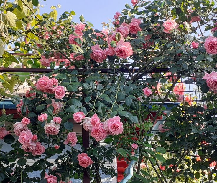  - 00 TRANDAFIRI 2022