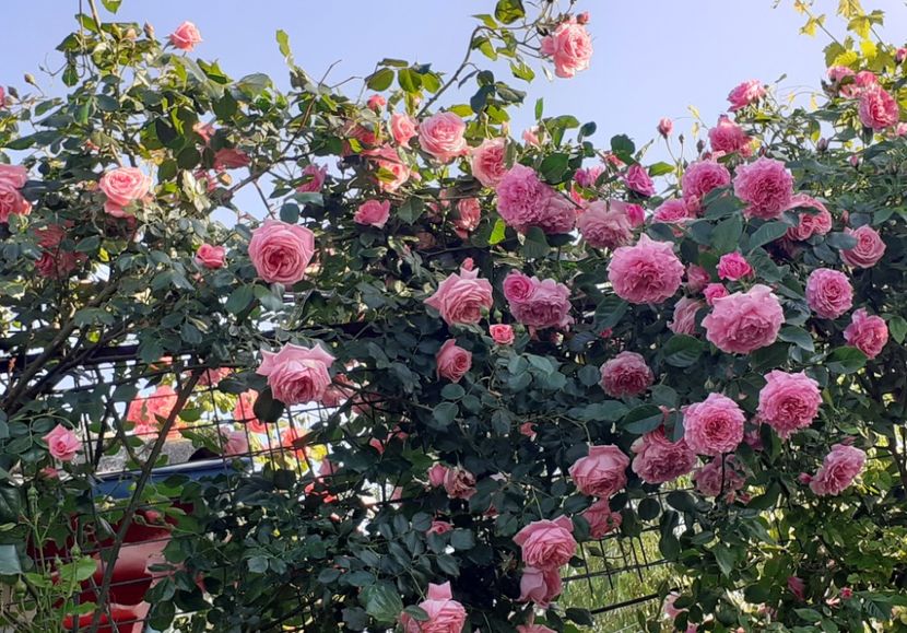  - 00 TRANDAFIRI 2022