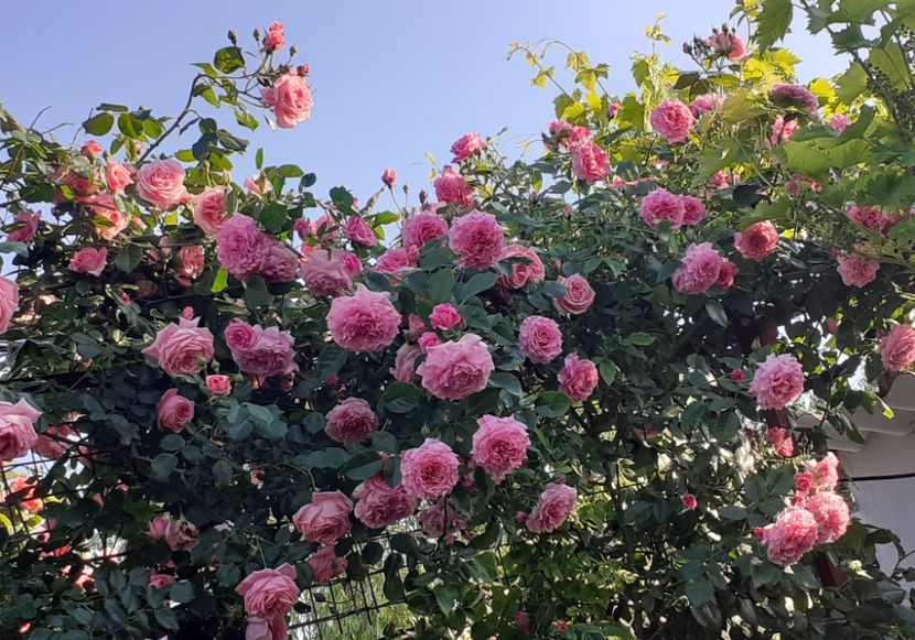  - 00 TRANDAFIRI 2022