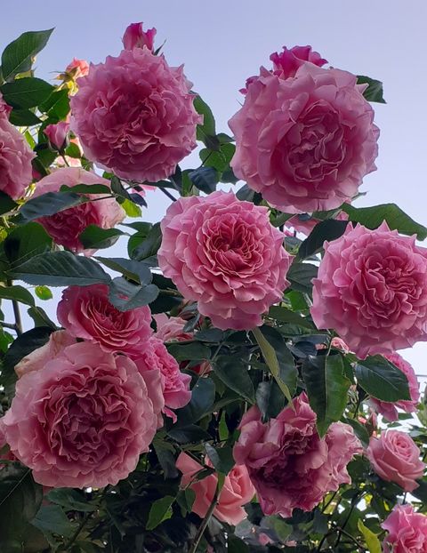  - 00 TRANDAFIRI 2022