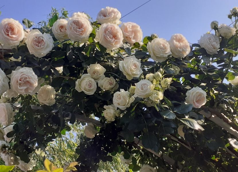  - 00 TRANDAFIRI 2022