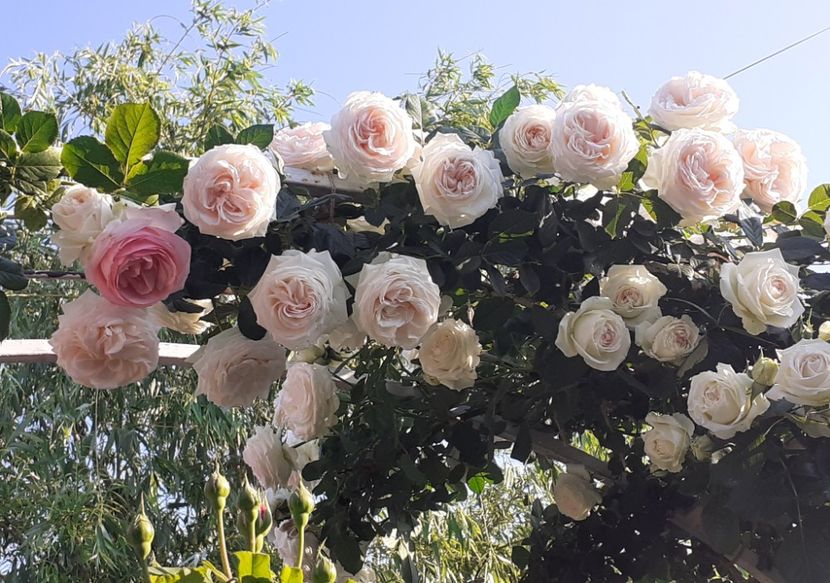  - 00 TRANDAFIRI 2022