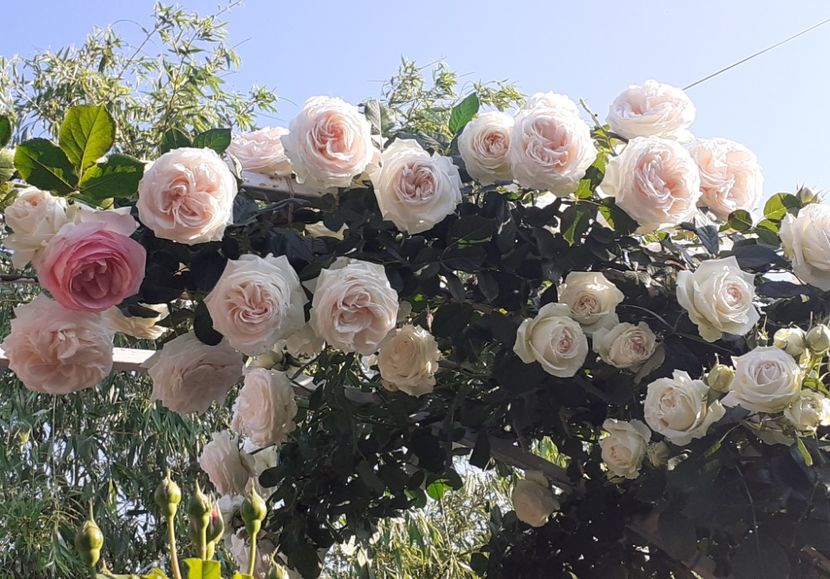  - 00 TRANDAFIRI 2022