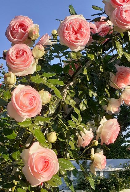  - 00 TRANDAFIRI 2022