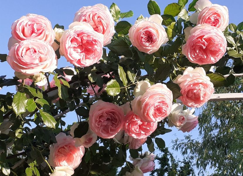  - 00 TRANDAFIRI 2022