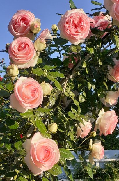  - 00 TRANDAFIRI 2022