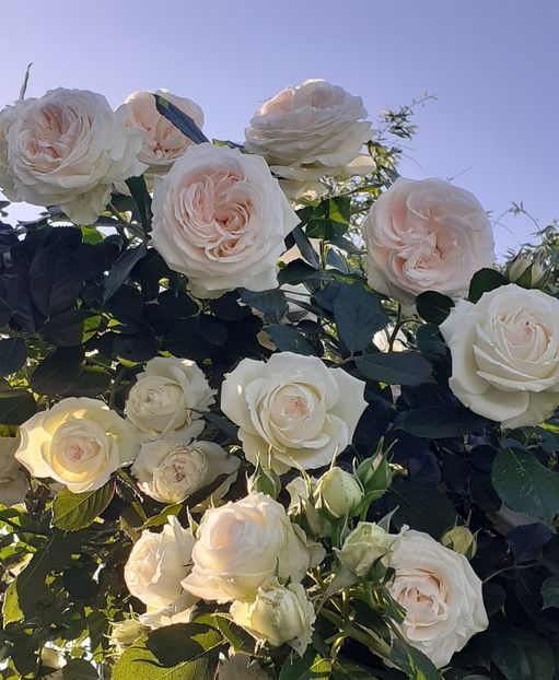  - 00 TRANDAFIRI 2022