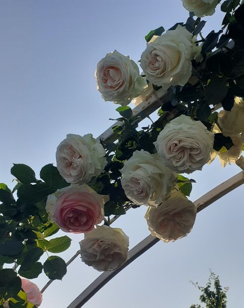  - 00 TRANDAFIRI 2022