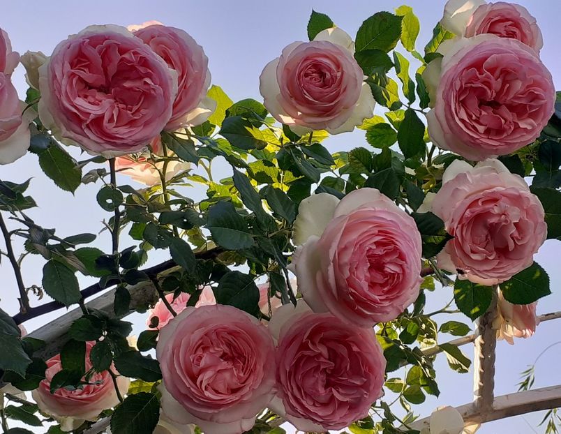  - 00 TRANDAFIRI 2022