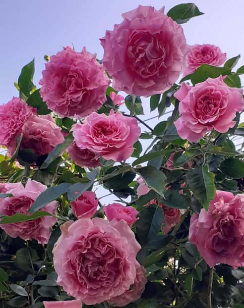  - 00 TRANDAFIRI 2022